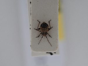  (Dimorphocoris pericarti - BGE_ZSM_HET_0503)  @11 [ ] by-nc-sa (2024) SNSB, Staatliche Naturwissenschaftliche Sammlungen Bayerns ZSM (SNSB, Zoologische Staatssammlung Muenchen)