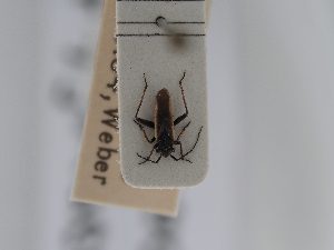  (Dimorphocoris pygmaeus - BGE_ZSM_HET_0504)  @11 [ ] by-nc-sa (2024) SNSB, Staatliche Naturwissenschaftliche Sammlungen Bayerns ZSM (SNSB, Zoologische Staatssammlung Muenchen)