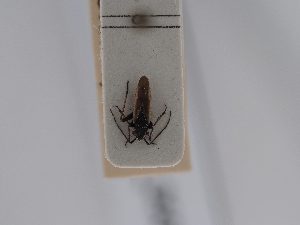  ( - BGE_ZSM_HET_0505)  @11 [ ] by-nc-sa (2024) SNSB, Staatliche Naturwissenschaftliche Sammlungen Bayerns ZSM (SNSB, Zoologische Staatssammlung Muenchen)