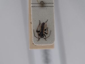  ( - BGE_ZSM_HET_0506)  @11 [ ] by-nc-sa (2024) SNSB, Staatliche Naturwissenschaftliche Sammlungen Bayerns ZSM (SNSB, Zoologische Staatssammlung Muenchen)