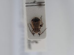  (Dimorphocoris robustus - BGE_ZSM_HET_0507)  @11 [ ] by-nc-sa (2024) SNSB, Staatliche Naturwissenschaftliche Sammlungen Bayerns ZSM (SNSB, Zoologische Staatssammlung Muenchen)