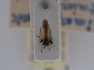  (Dimorphocoris tauricus - BGE_ZSM_HET_0508)  @11 [ ] by-nc-sa (2024) SNSB, Staatliche Naturwissenschaftliche Sammlungen Bayerns ZSM (SNSB, Zoologische Staatssammlung Muenchen)