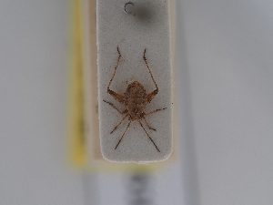  ( - BGE_ZSM_HET_0510)  @11 [ ] by-nc-sa (2024) SNSB, Staatliche Naturwissenschaftliche Sammlungen Bayerns ZSM (SNSB, Zoologische Staatssammlung Muenchen)