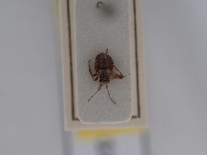  ( - BGE_ZSM_HET_0511)  @11 [ ] by-nc-sa (2024) SNSB, Staatliche Naturwissenschaftliche Sammlungen Bayerns ZSM (SNSB, Zoologische Staatssammlung Muenchen)