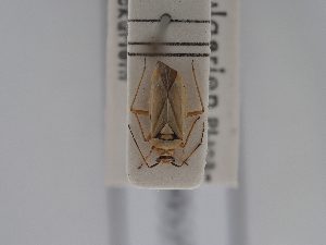  ( - BGE_ZSM_HET_0517)  @11 [ ] by-nc-sa (2024) SNSB, Staatliche Naturwissenschaftliche Sammlungen Bayerns ZSM (SNSB, Zoologische Staatssammlung Muenchen)