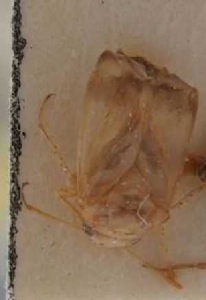  ( - BGE_ZSM_HET_0526)  @11 [ ] by-nc-sa (2024) SNSB, Staatliche Naturwissenschaftliche Sammlungen Bayerns ZSM (SNSB, Zoologische Staatssammlung Muenchen)