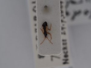  (Hallodapus suturalis - BGE_ZSM_HET_0545)  @11 [ ] by-nc-sa (2024) SNSB, Staatliche Naturwissenschaftliche Sammlungen Bayerns ZSM (SNSB, Zoologische Staatssammlung Muenchen)