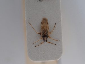  ( - BGE_ZSM_HET_0557)  @11 [ ] by-nc-sa (2024) SNSB, Staatliche Naturwissenschaftliche Sammlungen Bayerns ZSM (SNSB, Zoologische Staatssammlung Muenchen)