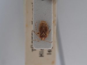  ( - BGE_ZSM_HET_0558)  @11 [ ] by-nc-sa (2024) SNSB, Staatliche Naturwissenschaftliche Sammlungen Bayerns ZSM (SNSB, Zoologische Staatssammlung Muenchen)