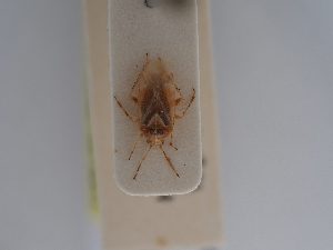  ( - BGE_ZSM_HET_0559)  @11 [ ] by-nc-sa (2024) SNSB, Staatliche Naturwissenschaftliche Sammlungen Bayerns ZSM (SNSB, Zoologische Staatssammlung Muenchen)