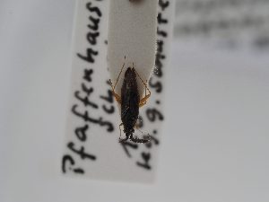  ( - BGE_ZSM_HET_0571)  @11 [ ] by-nc-sa (2024) SNSB, Staatliche Naturwissenschaftliche Sammlungen Bayerns ZSM (SNSB, Zoologische Staatssammlung Muenchen)