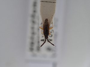  ( - BGE_ZSM_HET_0572)  @11 [ ] by-nc-sa (2024) SNSB, Staatliche Naturwissenschaftliche Sammlungen Bayerns ZSM (SNSB, Zoologische Staatssammlung Muenchen)