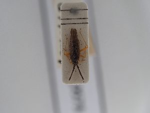  ( - BGE_ZSM_HET_0573)  @11 [ ] by-nc-sa (2024) SNSB, Staatliche Naturwissenschaftliche Sammlungen Bayerns ZSM (SNSB, Zoologische Staatssammlung Muenchen)