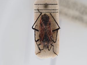 (Horistus infuscatus - BGE_ZSM_HET_0577)  @11 [ ] by-nc-sa (2024) SNSB, Staatliche Naturwissenschaftliche Sammlungen Bayerns ZSM (SNSB, Zoologische Staatssammlung Muenchen)