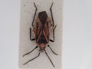  ( - BGE_ZSM_HET_0578)  @11 [ ] by-nc-sa (2024) SNSB, Staatliche Naturwissenschaftliche Sammlungen Bayerns ZSM (SNSB, Zoologische Staatssammlung Muenchen)