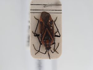  ( - BGE_ZSM_HET_0580)  @11 [ ] by-nc-sa (2024) SNSB, Staatliche Naturwissenschaftliche Sammlungen Bayerns ZSM (SNSB, Zoologische Staatssammlung Muenchen)