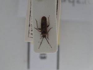  (Hyoidea - BGE_ZSM_HET_0583)  @11 [ ] by-nc-sa (2024) SNSB, Staatliche Naturwissenschaftliche Sammlungen Bayerns ZSM (SNSB, Zoologische Staatssammlung Muenchen)