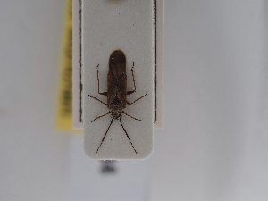  ( - BGE_ZSM_HET_0584)  @11 [ ] by-nc-sa (2024) SNSB, Staatliche Naturwissenschaftliche Sammlungen Bayerns ZSM (SNSB, Zoologische Staatssammlung Muenchen)