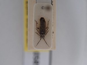  ( - BGE_ZSM_HET_0585)  @11 [ ] by-nc-sa (2024) SNSB, Staatliche Naturwissenschaftliche Sammlungen Bayerns ZSM (SNSB, Zoologische Staatssammlung Muenchen)