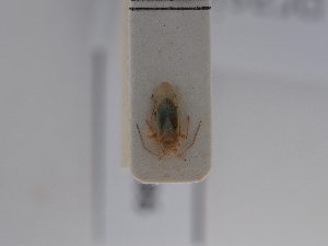 ( - BGE_ZSM_HET_0586)  @11 [ ] by-nc-sa (2024) SNSB, Staatliche Naturwissenschaftliche Sammlungen Bayerns ZSM (SNSB, Zoologische Staatssammlung Muenchen)