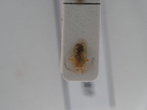  ( - BGE_ZSM_HET_0587)  @11 [ ] by-nc-sa (2024) SNSB, Staatliche Naturwissenschaftliche Sammlungen Bayerns ZSM (SNSB, Zoologische Staatssammlung Muenchen)