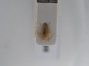  ( - BGE_ZSM_HET_0588)  @11 [ ] by-nc-sa (2024) SNSB, Staatliche Naturwissenschaftliche Sammlungen Bayerns ZSM (SNSB, Zoologische Staatssammlung Muenchen)