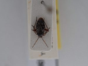  ( - BGE_ZSM_HET_0590)  @11 [ ] by-nc-sa (2024) SNSB, Staatliche Naturwissenschaftliche Sammlungen Bayerns ZSM (SNSB, Zoologische Staatssammlung Muenchen)