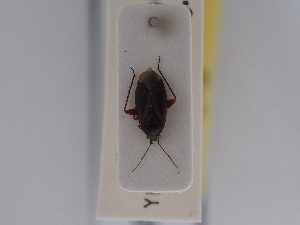  ( - BGE_ZSM_HET_0591)  @11 [ ] by-nc-sa (2024) SNSB, Staatliche Naturwissenschaftliche Sammlungen Bayerns ZSM (SNSB, Zoologische Staatssammlung Muenchen)
