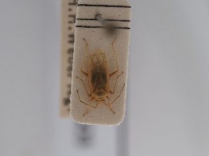  ( - BGE_ZSM_HET_0603)  @11 [ ] by-nc-sa (2024) SNSB, Staatliche Naturwissenschaftliche Sammlungen Bayerns ZSM (SNSB, Zoologische Staatssammlung Muenchen)