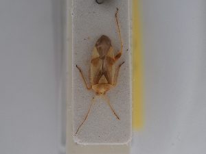 ( - BGE_ZSM_HET_0605)  @11 [ ] by-nc-sa (2024) SNSB, Staatliche Naturwissenschaftliche Sammlungen Bayerns ZSM (SNSB, Zoologische Staatssammlung Muenchen)
