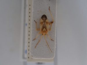  ( - BGE_ZSM_HET_0606)  @11 [ ] by-nc-sa (2024) SNSB, Staatliche Naturwissenschaftliche Sammlungen Bayerns ZSM (SNSB, Zoologische Staatssammlung Muenchen)