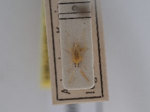  ( - BGE_ZSM_HET_0608)  @11 [ ] by-nc-sa (2024) SNSB, Staatliche Naturwissenschaftliche Sammlungen Bayerns ZSM (SNSB, Zoologische Staatssammlung Muenchen)