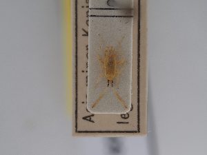  ( - BGE_ZSM_HET_0609)  @11 [ ] by-nc-sa (2024) SNSB, Staatliche Naturwissenschaftliche Sammlungen Bayerns ZSM (SNSB, Zoologische Staatssammlung Muenchen)