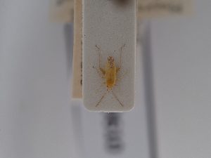  (Macrotylus atricapillus - BGE_ZSM_HET_0610)  @11 [ ] by-nc-sa (2024) SNSB, Staatliche Naturwissenschaftliche Sammlungen Bayerns ZSM (SNSB, Zoologische Staatssammlung Muenchen)