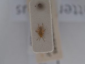  (Macrotylus attenuatus - BGE_ZSM_HET_0613)  @11 [ ] by-nc-sa (2024) SNSB, Staatliche Naturwissenschaftliche Sammlungen Bayerns ZSM (SNSB, Zoologische Staatssammlung Muenchen)