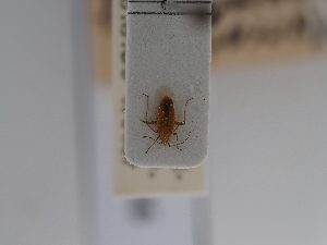  (Macrotylus bipunctatus - BGE_ZSM_HET_0616)  @11 [ ] by-nc-sa (2024) SNSB, Staatliche Naturwissenschaftliche Sammlungen Bayerns ZSM (SNSB, Zoologische Staatssammlung Muenchen)