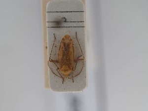  ( - BGE_ZSM_HET_0623)  @11 [ ] by-nc-sa (2024) SNSB, Staatliche Naturwissenschaftliche Sammlungen Bayerns ZSM (SNSB, Zoologische Staatssammlung Muenchen)