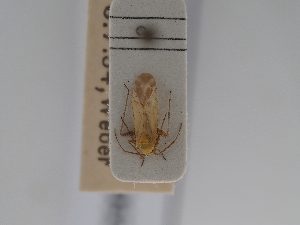  ( - BGE_ZSM_HET_0624)  @11 [ ] by-nc-sa (2024) SNSB, Staatliche Naturwissenschaftliche Sammlungen Bayerns ZSM (SNSB, Zoologische Staatssammlung Muenchen)