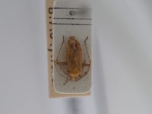  ( - BGE_ZSM_HET_0625)  @11 [ ] by-nc-sa (2024) SNSB, Staatliche Naturwissenschaftliche Sammlungen Bayerns ZSM (SNSB, Zoologische Staatssammlung Muenchen)