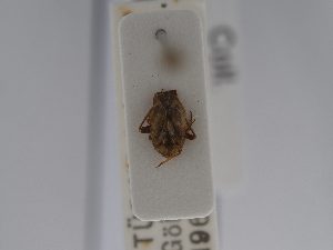  (Macrotylus perdictus - BGE_ZSM_HET_0629)  @11 [ ] by-nc-sa (2024) SNSB, Staatliche Naturwissenschaftliche Sammlungen Bayerns ZSM (SNSB, Zoologische Staatssammlung Muenchen)