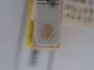  (Malacotes - BGE_ZSM_HET_0631)  @11 [ ] by-nc-sa (2024) SNSB, Staatliche Naturwissenschaftliche Sammlungen Bayerns ZSM (SNSB, Zoologische Staatssammlung Muenchen)