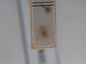  ( - BGE_ZSM_HET_0632)  @11 [ ] by-nc-sa (2024) SNSB, Staatliche Naturwissenschaftliche Sammlungen Bayerns ZSM (SNSB, Zoologische Staatssammlung Muenchen)