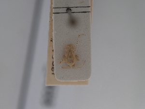  ( - BGE_ZSM_HET_0633)  @11 [ ] by-nc-sa (2024) SNSB, Staatliche Naturwissenschaftliche Sammlungen Bayerns ZSM (SNSB, Zoologische Staatssammlung Muenchen)