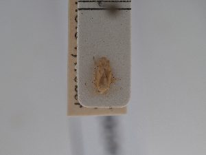  ( - BGE_ZSM_HET_0634)  @11 [ ] by-nc-sa (2024) SNSB, Staatliche Naturwissenschaftliche Sammlungen Bayerns ZSM (SNSB, Zoologische Staatssammlung Muenchen)