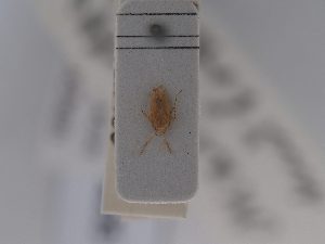  ( - BGE_ZSM_HET_0635)  @11 [ ] by-nc-sa (2024) SNSB, Staatliche Naturwissenschaftliche Sammlungen Bayerns ZSM (SNSB, Zoologische Staatssammlung Muenchen)