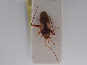  (Megacoelum myrti - BGE_ZSM_HET_0637)  @11 [ ] by-nc-sa (2024) SNSB, Staatliche Naturwissenschaftliche Sammlungen Bayerns ZSM (SNSB, Zoologische Staatssammlung Muenchen)