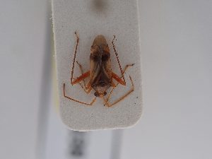  ( - BGE_ZSM_HET_0638)  @11 [ ] by-nc-sa (2024) SNSB, Staatliche Naturwissenschaftliche Sammlungen Bayerns ZSM (SNSB, Zoologische Staatssammlung Muenchen)
