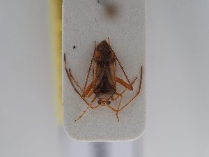  ( - BGE_ZSM_HET_0639)  @11 [ ] by-nc-sa (2024) SNSB, Staatliche Naturwissenschaftliche Sammlungen Bayerns ZSM (SNSB, Zoologische Staatssammlung Muenchen)