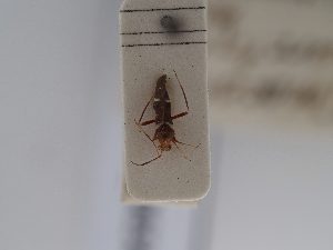  (Mimocoris - BGE_ZSM_HET_0655)  @11 [ ] by-nc-sa (2024) SNSB, Staatliche Naturwissenschaftliche Sammlungen Bayerns ZSM (SNSB, Zoologische Staatssammlung Muenchen)