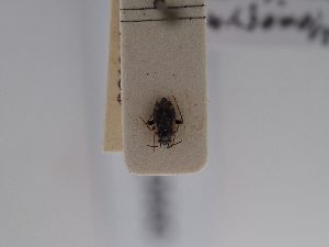  ( - BGE_ZSM_HET_0659)  @11 [ ] by-nc-sa (2024) SNSB, Staatliche Naturwissenschaftliche Sammlungen Bayerns ZSM (SNSB, Zoologische Staatssammlung Muenchen)